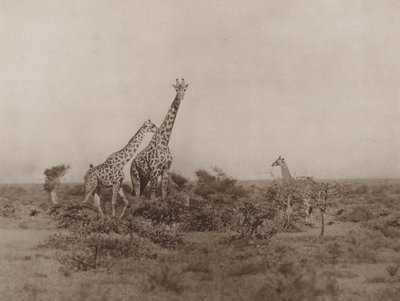 Giraffes in the Scrub by Marcuswell Maxwell