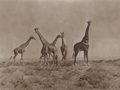 On the Plains of Kenya by Marcuswell Maxwell
