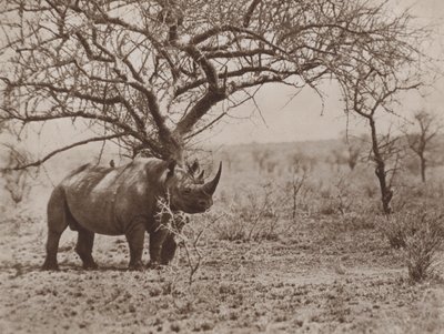 The Friend of the Rhinoceros, Tick-Birds at Their Post by Marcuswell Maxwell