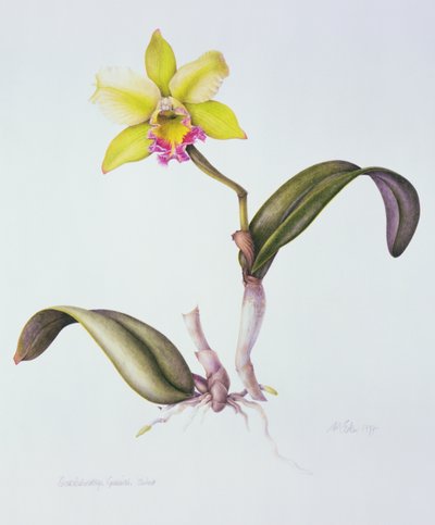 Brassolaeliocattleya Greenwich, Elmhurst by Margaret Ann Eden