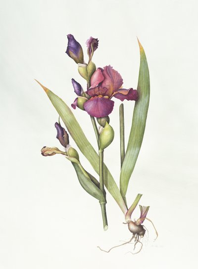 Iris by Margaret Ann Eden