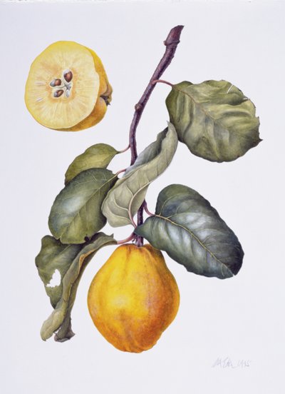 Quince by Margaret Ann Eden