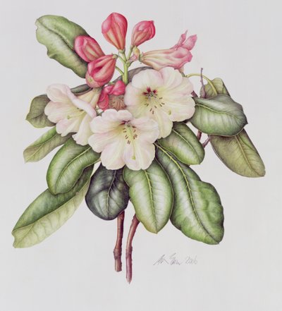 Rhododendron by Margaret Ann Eden