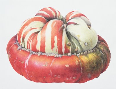Turks Turban Squash by Margaret Ann Eden