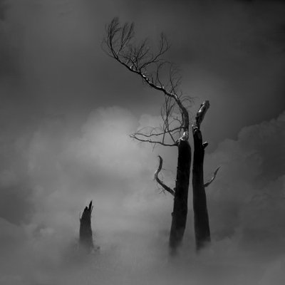 Eerie Bare Trees by Margaret Halaby