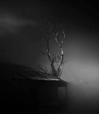 Eerie Misty Tree by Margaret Halaby