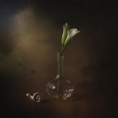 Elegant Calla Lilies by Margaret Halaby