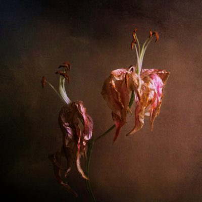 Elegant Fading Lilies by Margaret Halaby