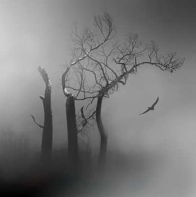 Lone Bird Misty Trees by Margaret Halaby