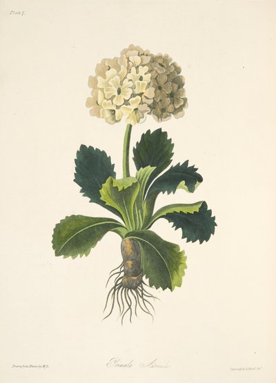 Auricula, from Floral Illustrations of the Seasons, pub. 1829 by Margaret Roscoe
