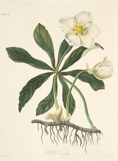 Black Hellebore or Christmas Rose, from Floral Illustrations of the Seasons, pub. 1829 by Margaret Roscoe