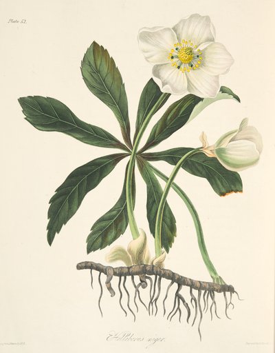 Black Hellebore or Christmas Rose, from Floral Illustrations of the Seasons, pub. 1829 by Margaret Roscoe