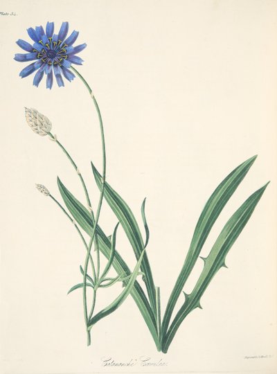 Blue Catananche, from Floral Illustrations of the Seasons by Margaret Roscoe