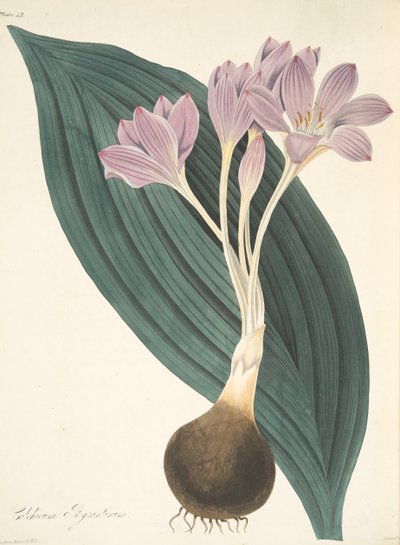 Broad-leaved Meadow Saffron, from Floral Illustrations of the Seasons by Margaret Roscoe