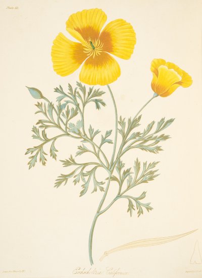 Californian Eschscholtzia, from Floral Illustrations of the Seasons by Margaret Roscoe