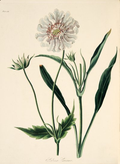 Caucasian Scabious, from Floral Illustrations of the Seasons by Margaret Roscoe