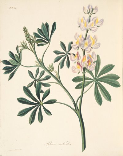 Changeable-flowered Lupin, from Floral Illustrations of the Seasons by Margaret Roscoe