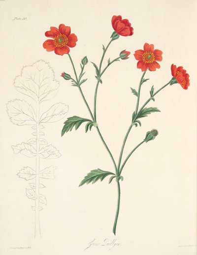 Chilean Avens, from Floral Illustrations of the Seasons by Margaret Roscoe