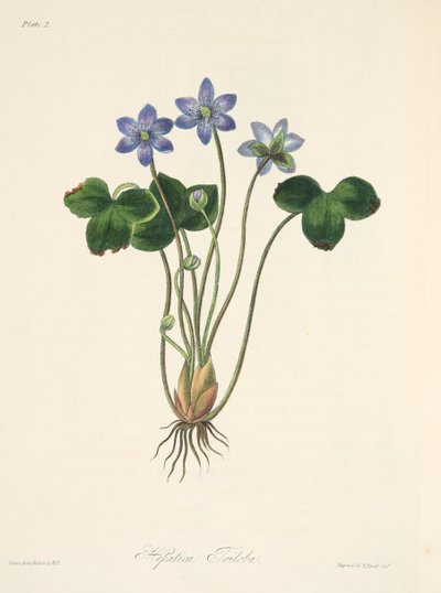 Common Blue Hepatica, from Floral Illustrations of the Seasons, pub. 1829 by Margaret Roscoe