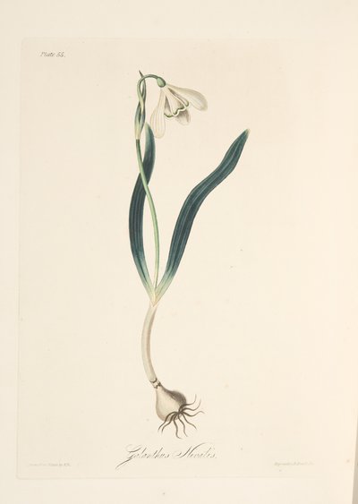 Common Snowdrop, from Floral Illustrations of the Seasons, pub. 1829 by Margaret Roscoe