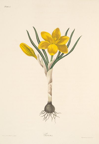 Common Yellow Crocus, from Floral Illustrations of the Seasons, pub. 1829 by Margaret Roscoe