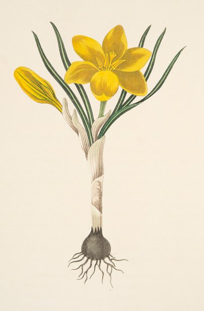 Common Yellow Crocus, from Floral Illustrations of the Seasons, pub. 1829 by Margaret Roscoe