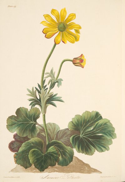 Cyclamen-leaved Anemone, from Floral Illustrations of the Seasons, pub. 1829 by Margaret Roscoe