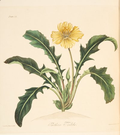 Dandelion leaved Evening Primrose, from Floral Illustrations of the Seasons, pub. 1829 by Margaret Roscoe
