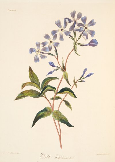 Early Flowering Lychnidea, from Floral Illustrations of the Seasons, pub. 1829 by Margaret Roscoe
