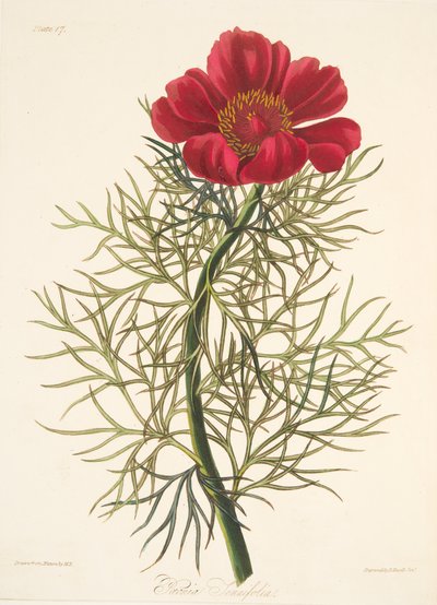 Fine Leaved Paeony, from Floral Illustrations of the Seasons, pub. 1829 by Margaret Roscoe