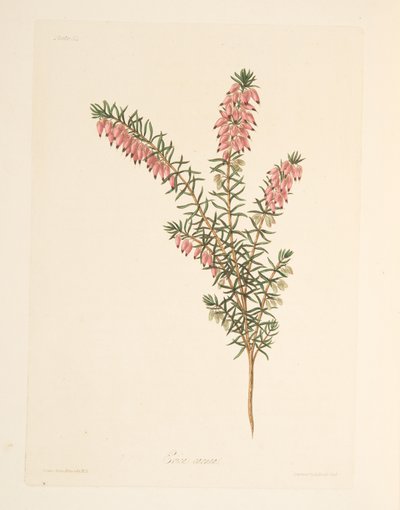 Flesh-coloured, early flowing Heath, from Floral Illustrations of the Seasons, pub. 1829 by Margaret Roscoe