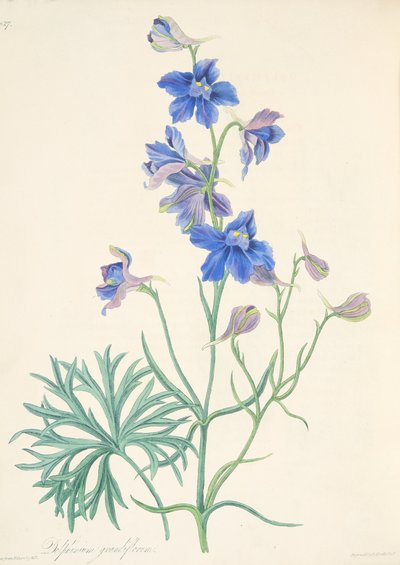 Great Flowered Larkspur, from Floral Illustrations of the Seasons by Margaret Roscoe