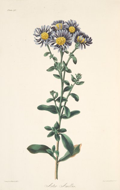 Italian Aster, from Floral Illustrations of the Seasons by Margaret Roscoe