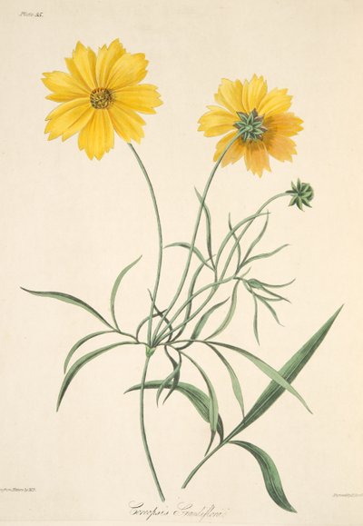 Large Flowered Tickseed, from Floral Illustrations of the Seasons by Margaret Roscoe