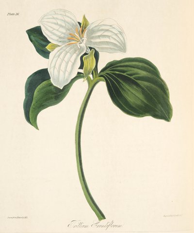 Large Flowered Trillium, from Floral Illustrations of the Seasons, pub. 1829 by Margaret Roscoe
