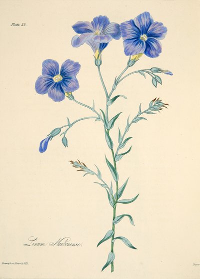 Narbonne Flax, from Floral Illustrations of the Seasons by Margaret Roscoe