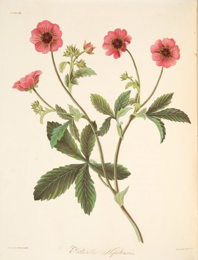 Nipal Potentilla, from Floral Illustrations of the Seasons by Margaret Roscoe