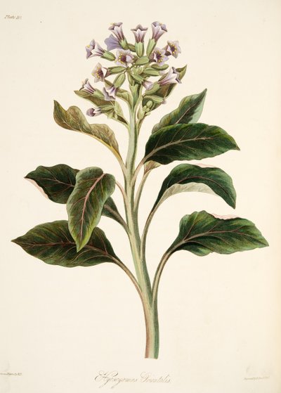 Oriental Hyoscyamus, from Floral Illustrations of the Seasons, pub. 1829 by Margaret Roscoe