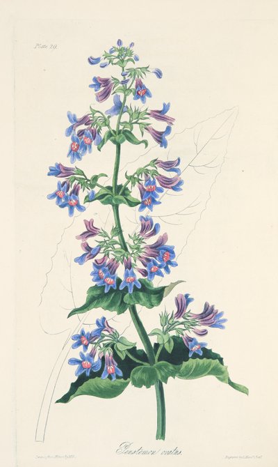 Ovate-leaved Penstemon, from Floral Illustrations of the Seasons by Margaret Roscoe