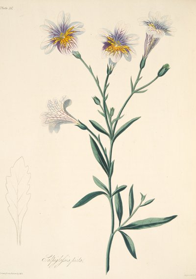 Painted Salpiglossis, from Floral Illustrations of the Seasons by Margaret Roscoe