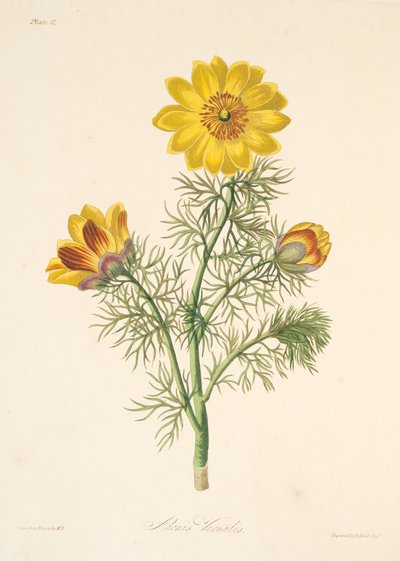Perennial Adonis, from Floral Illustrations of the Seasons, pub. 1829 by Margaret Roscoe