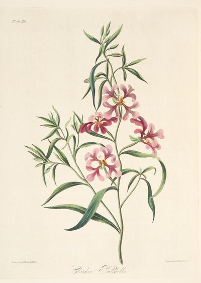 Pretty Clarkia, from Floral Illustrations of the Seasons, pub. 1829 by Margaret Roscoe