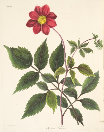 Red Dahlia, from Floral Illustrations of the Seasons by Margaret Roscoe