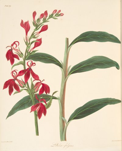 Refulgent Lobelia, from Floral Illustrations of the Seasons by Margaret Roscoe