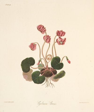 Round Leaved Cyclamen, from Floral Illustrations of the Seasons, pub. 1829 by Margaret Roscoe