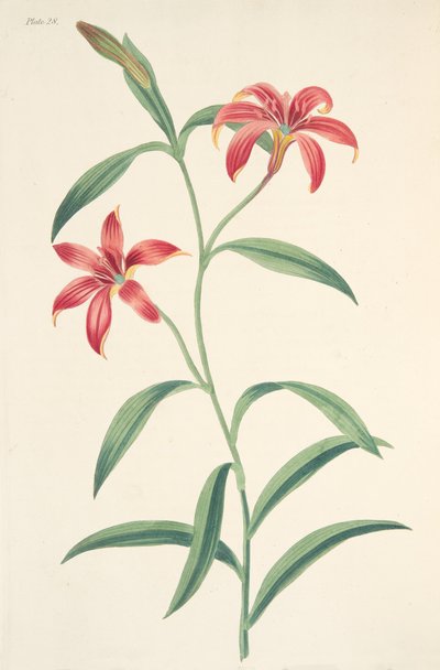Self-coloured Chinese Lily, from Floral Illustrations of the Seasons by Margaret Roscoe