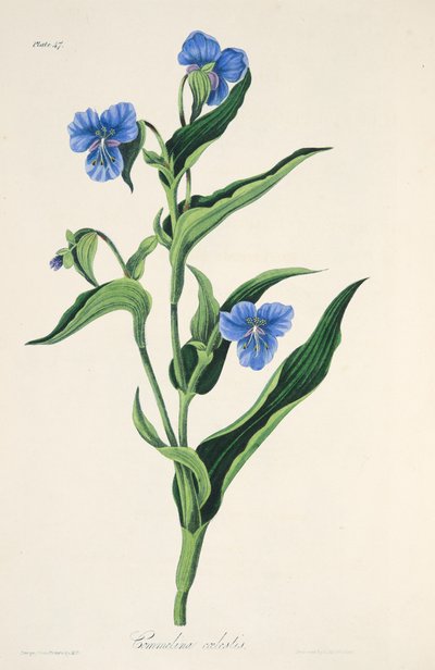 Sky-blue Commelina, from Floral Illustrations of the Seasons, pub. 1829 by Margaret Roscoe