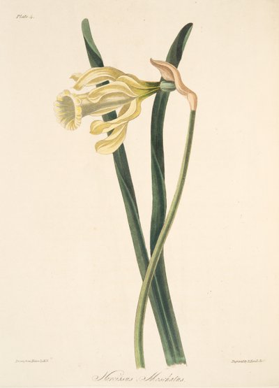 Spanish Daffodil, from Floral Illustrations of the Seasons, pub. 1829 by Margaret Roscoe