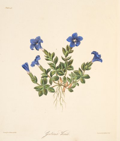 Spring Gentian, from Floral Illustrations of the Seasons, pub. 1829 by Margaret Roscoe