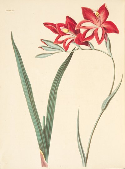 Superb Corn-Flag, from Floral Illustrations of the Seasons by Margaret Roscoe